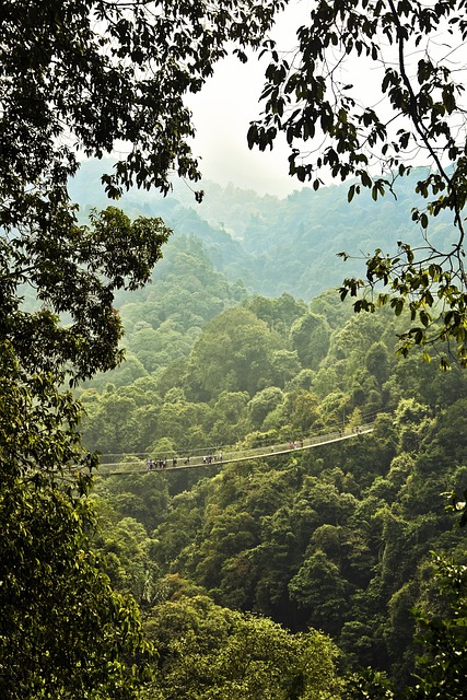 Tourist Bridge in the Forest